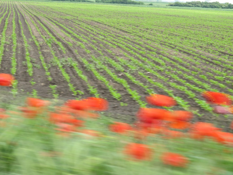 Vojvodina